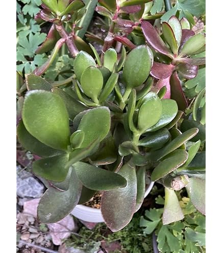 Amazon｜【charm】（観葉植物）クラッスラ 花月（金のなる木） 7号
